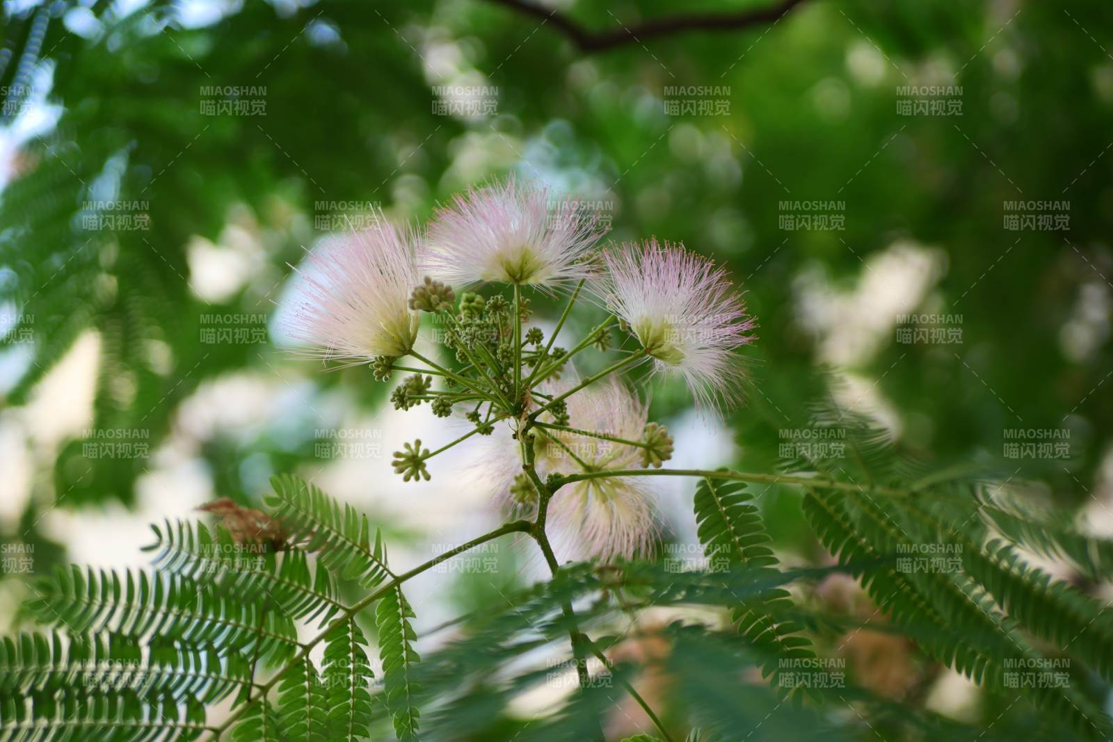 粉绒花簇 绿叶映衬图片