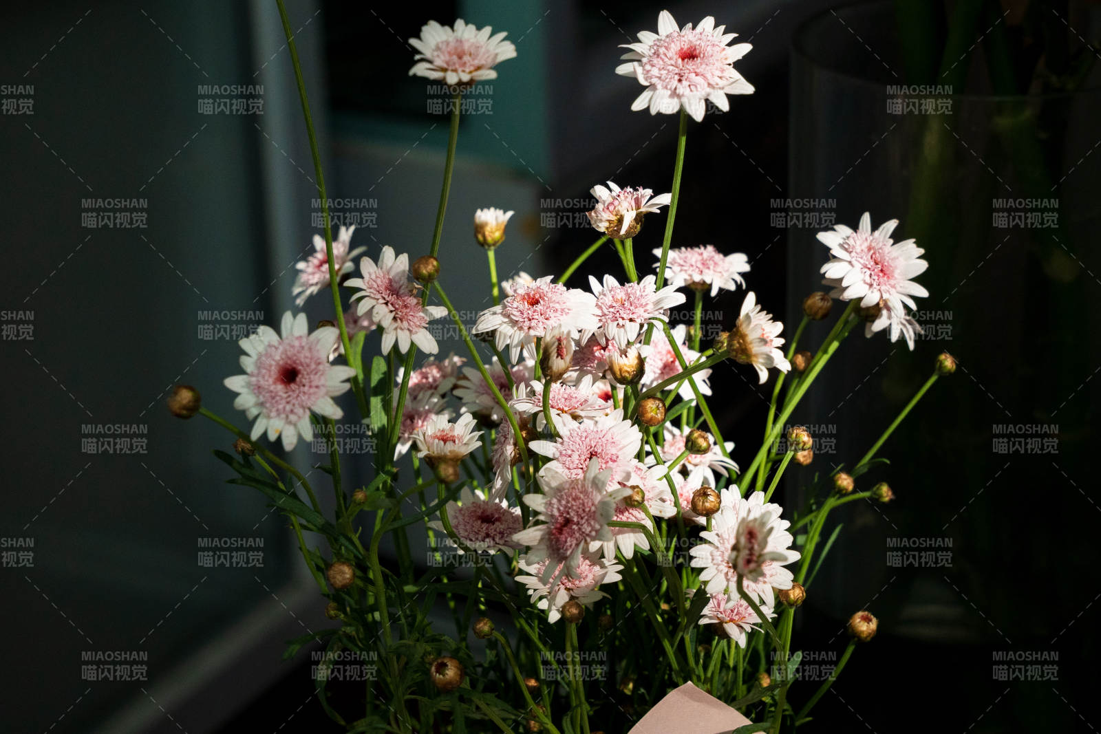 粉白雏菊 清新绽放图片