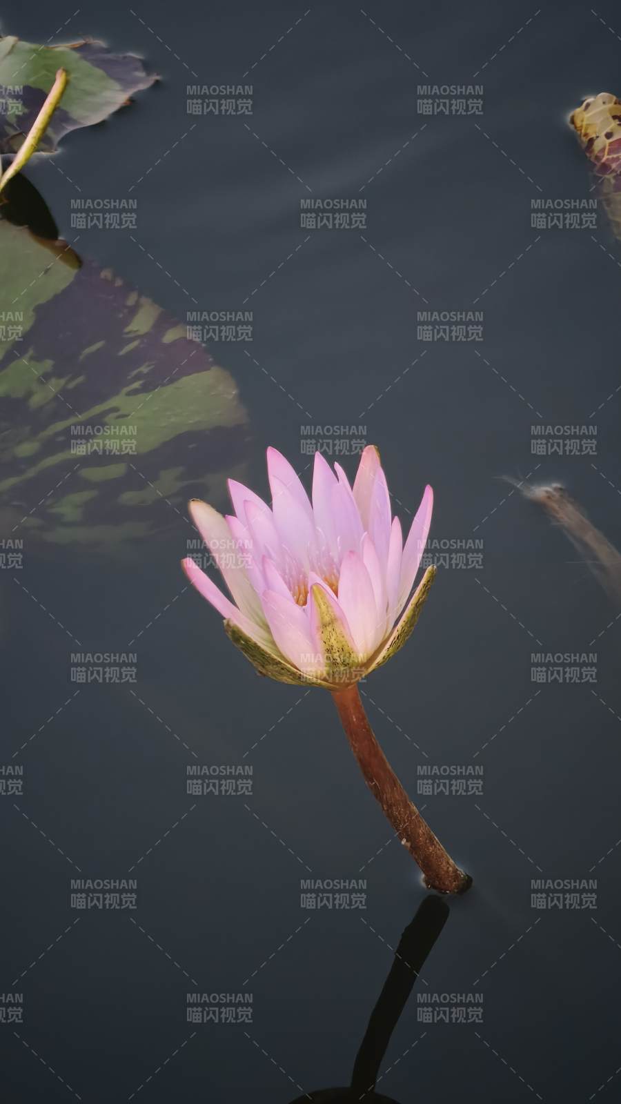 粉莲静水 一叶相伴图片