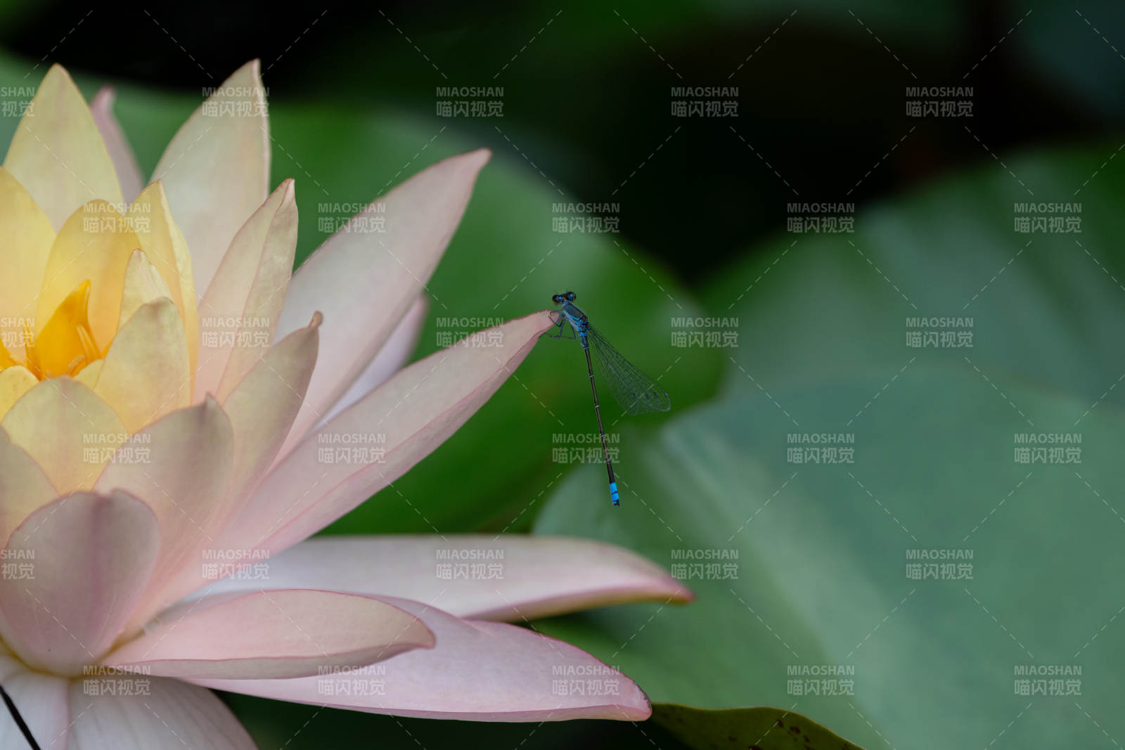 蜻蜓点水 莲影轻摇图片