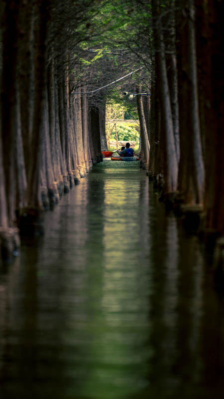 昆明滇池林间水道 舟行幽境图片