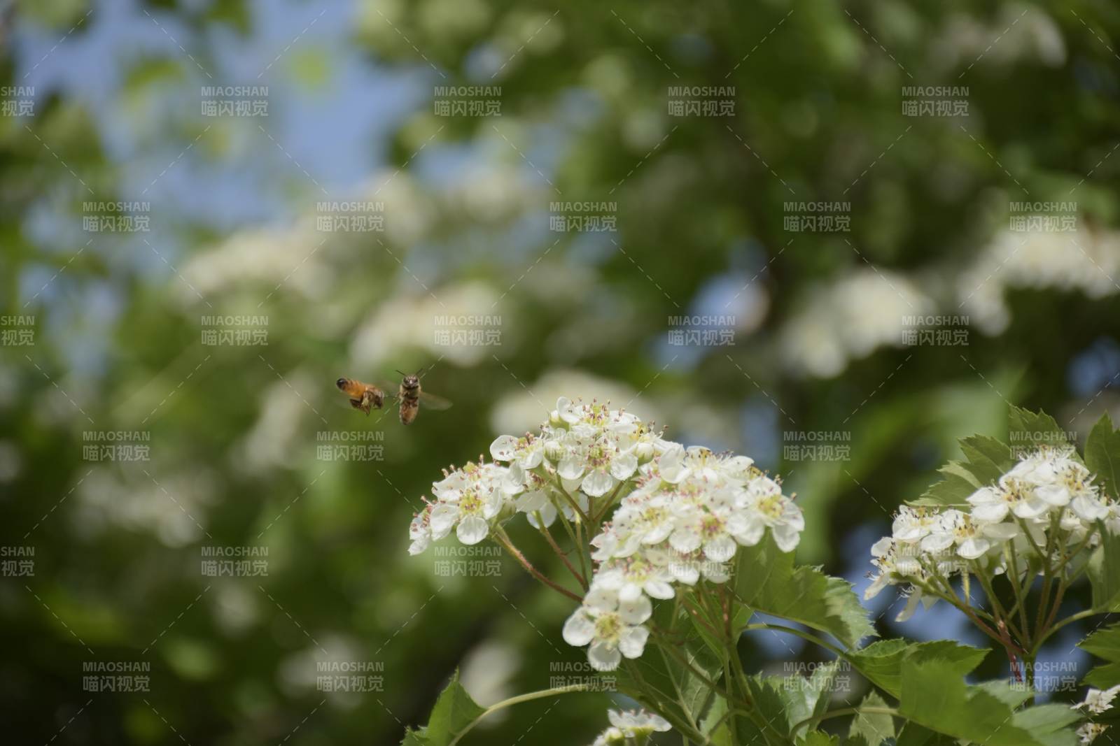 蜂舞花间 春意盎然图片