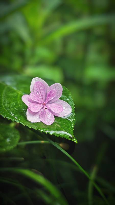 雨后粉花卧绿叶图片