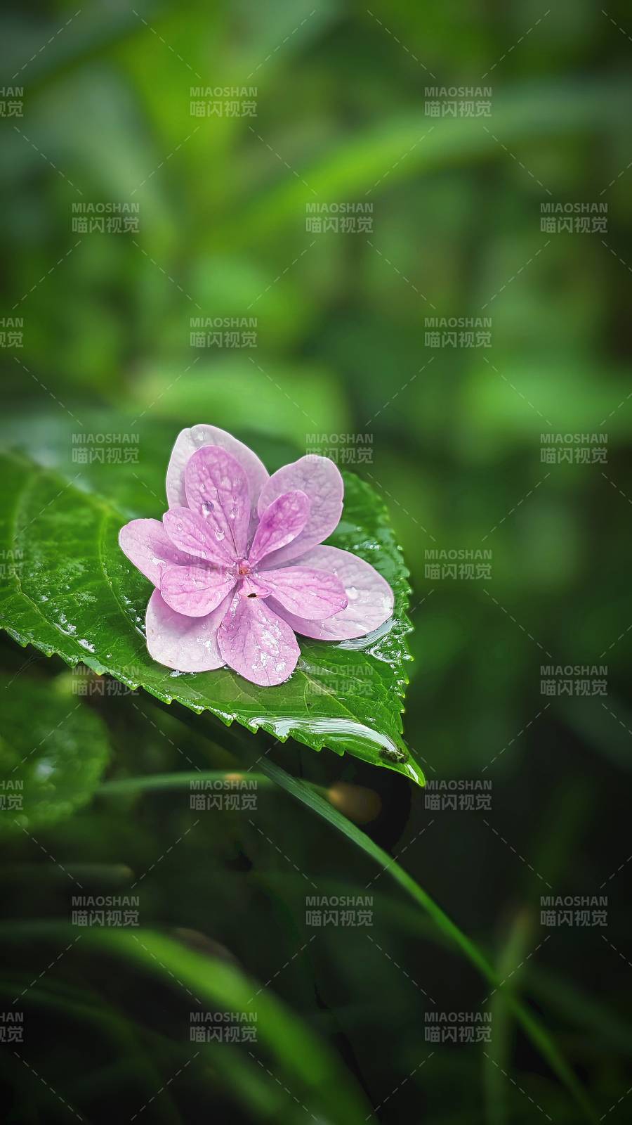 雨后粉花卧绿叶图片