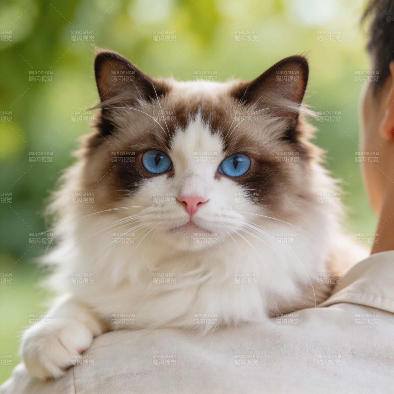 蓝眼布偶猫依偎肩头图片