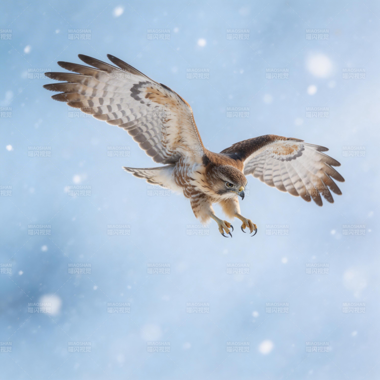 雪空鹰击 展翅捕猎瞬间图片
