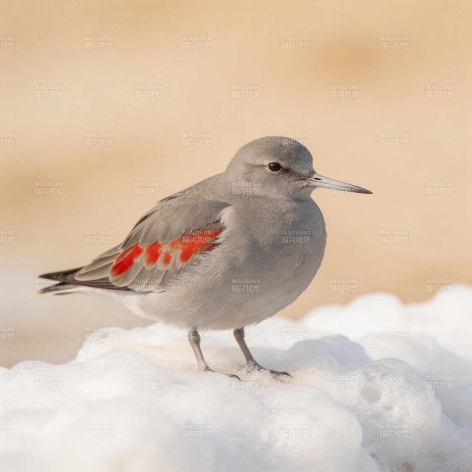 雪上灰鸟 翼带红纹图片