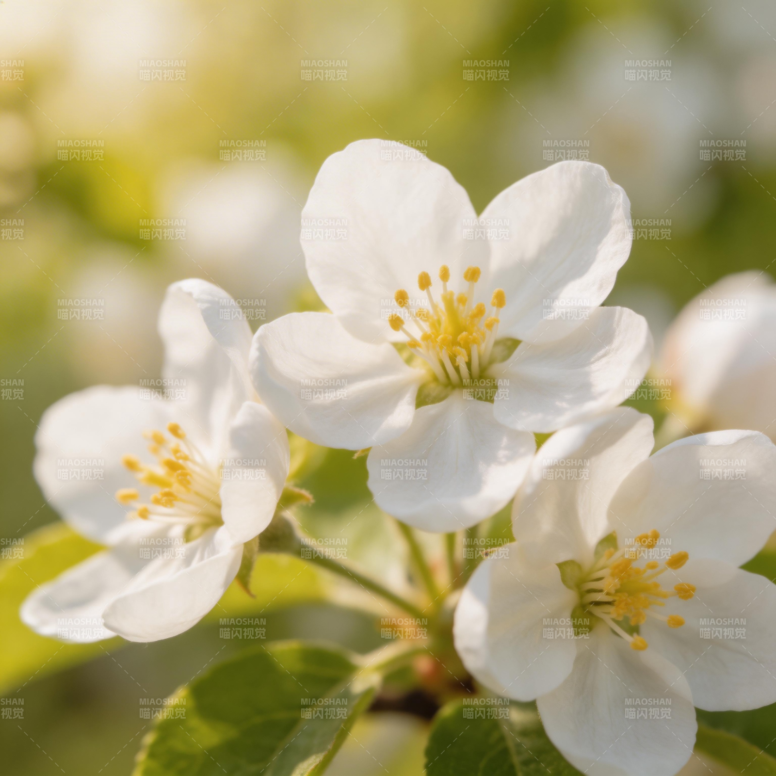 春日白花绽放 金黄花蕊点缀图片