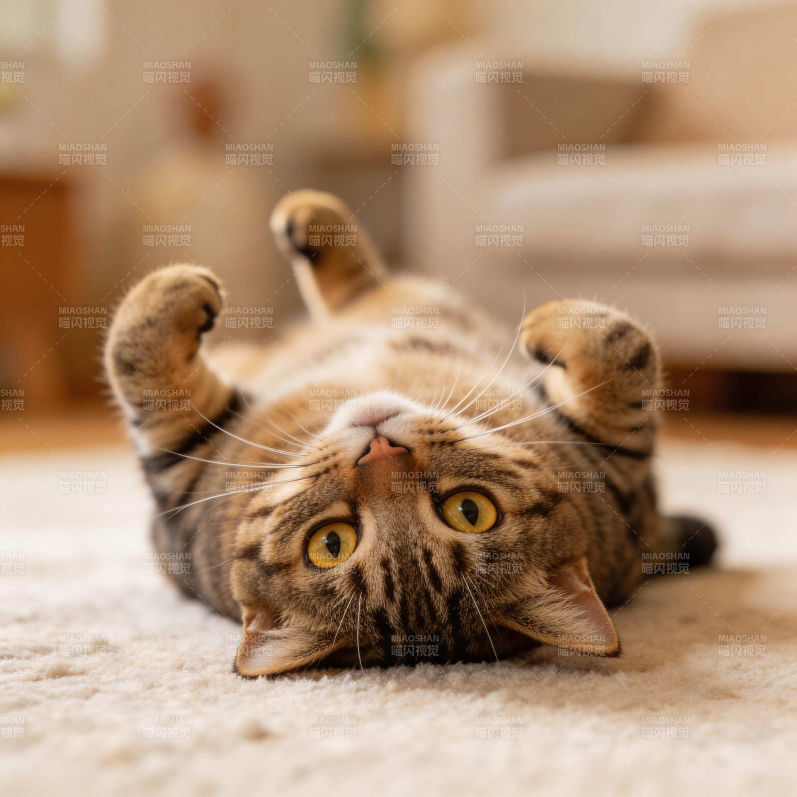 猫咪仰躺 萌态十足图片