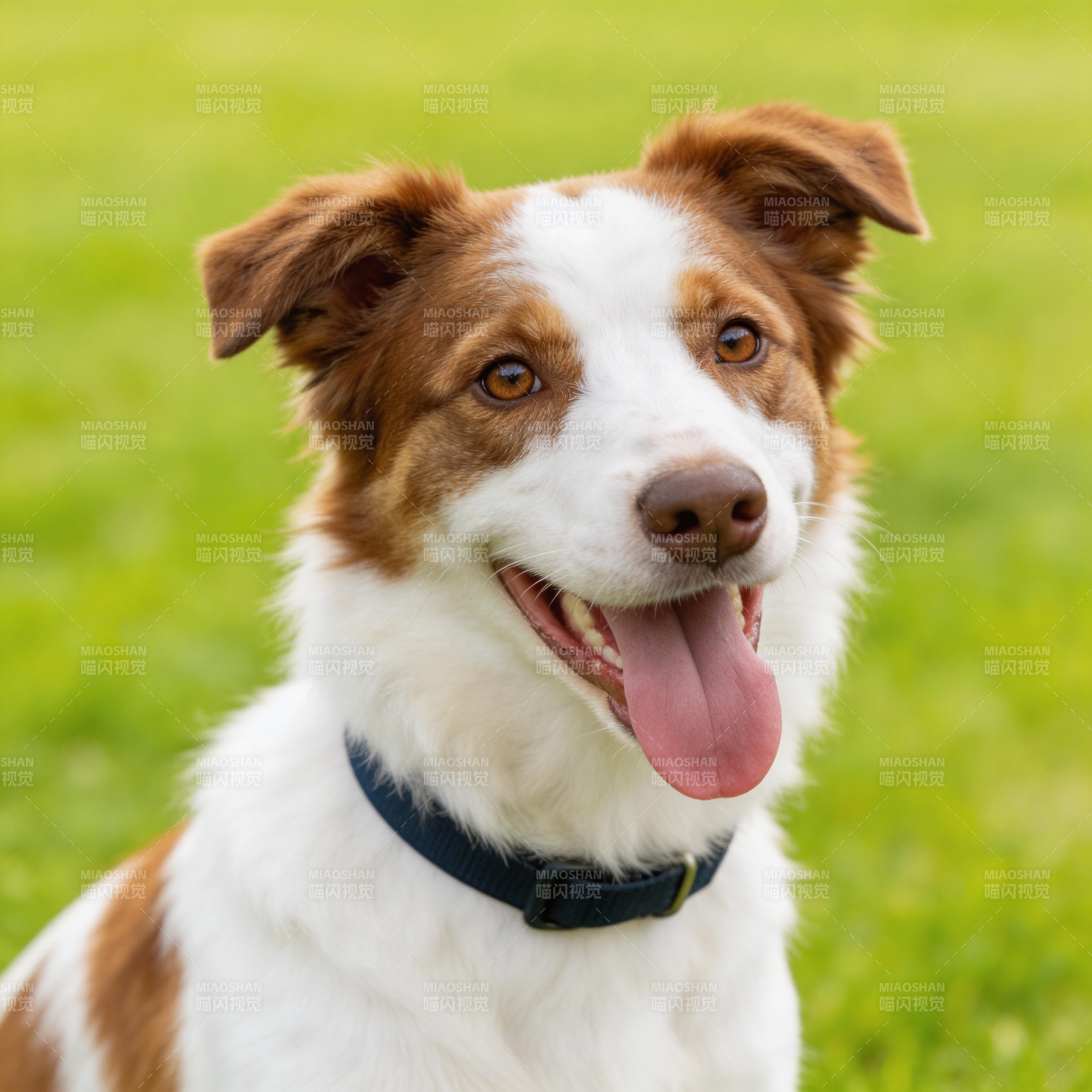 草地上的快乐边牧犬图片