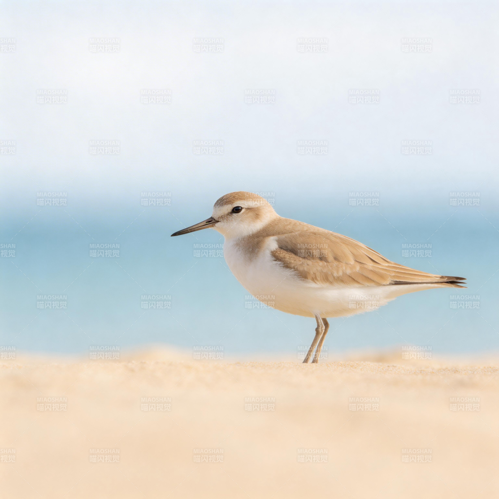 沙滩小鸻静立望海图片