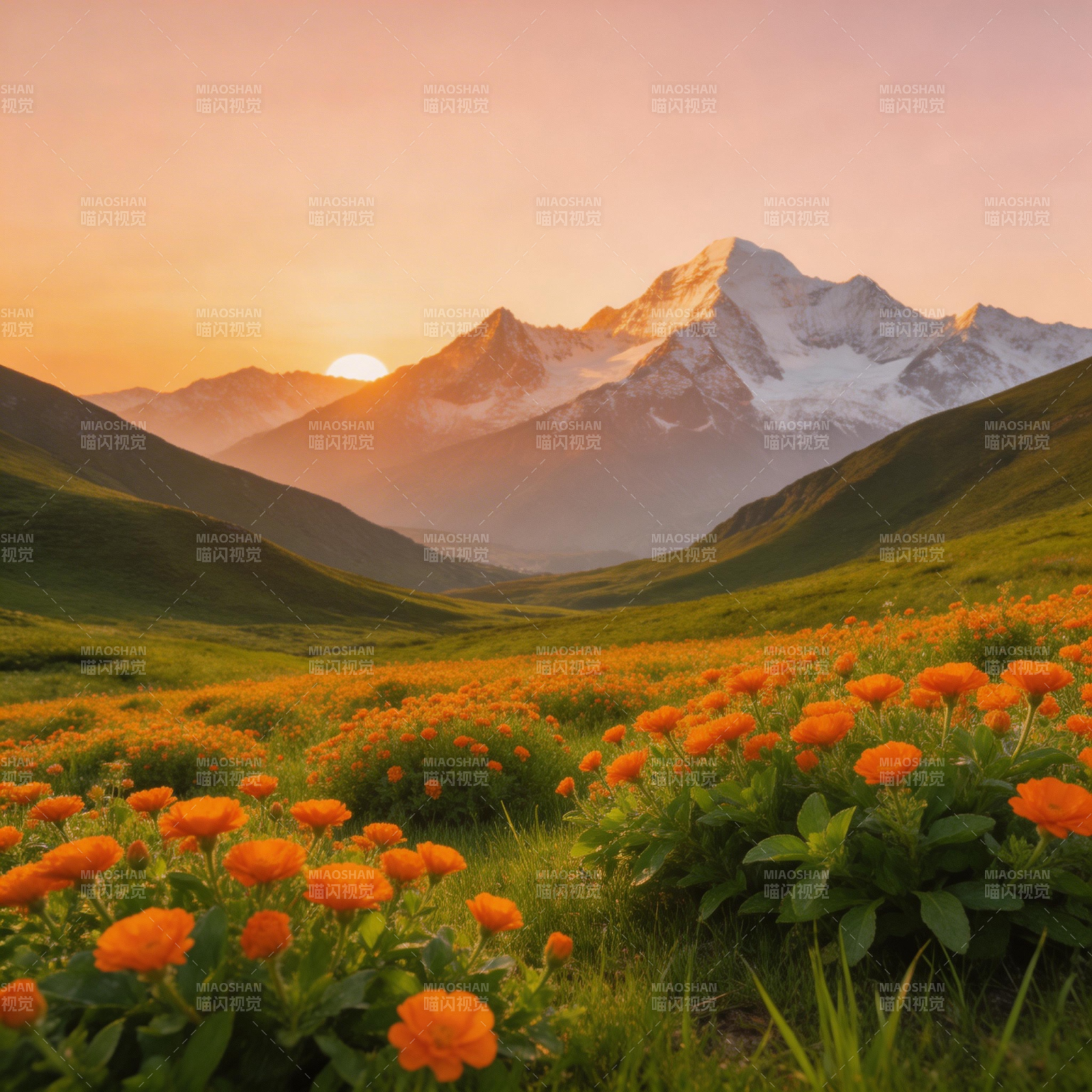 雪山花海 夕阳如醉图片
