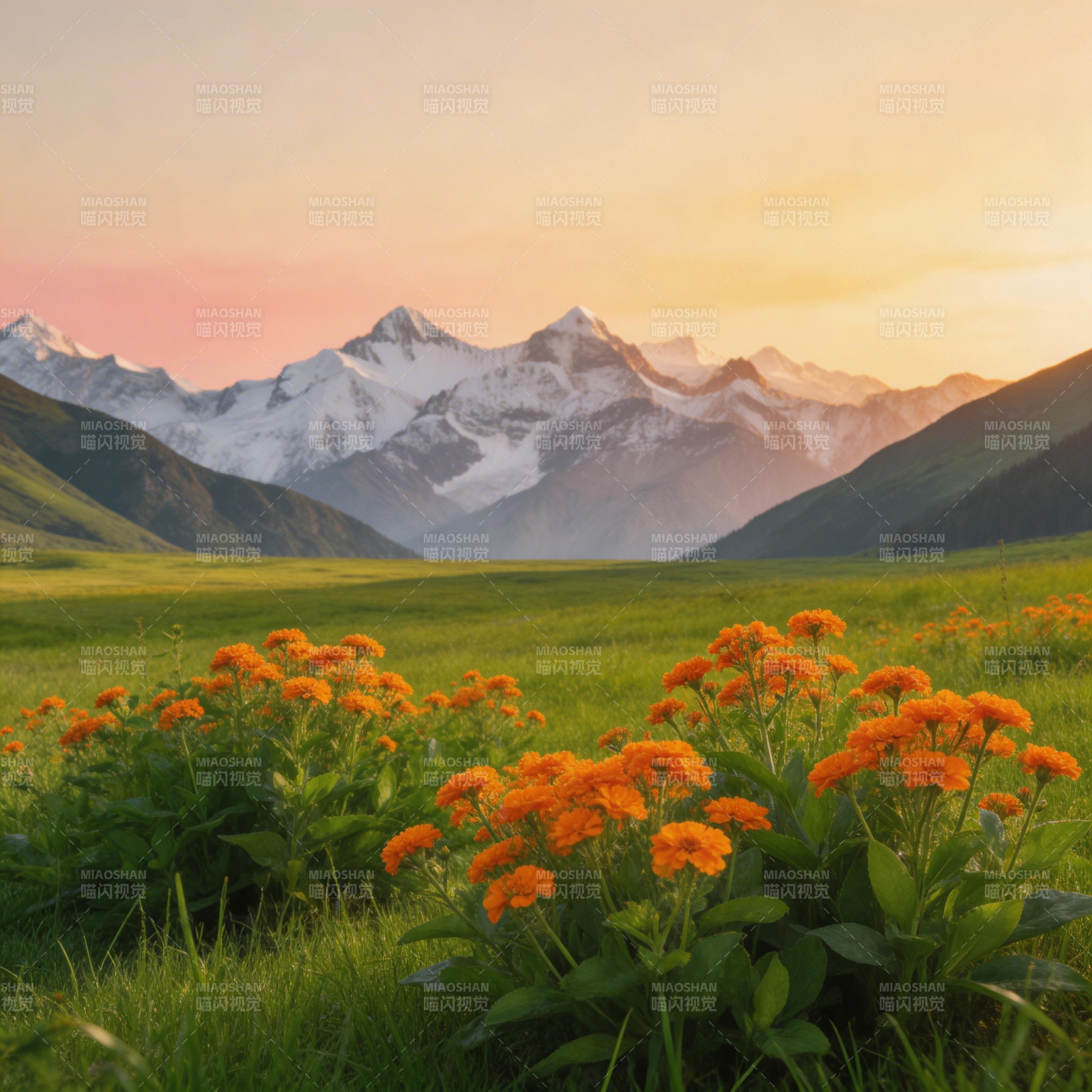 雪山花海 夕阳如画图片