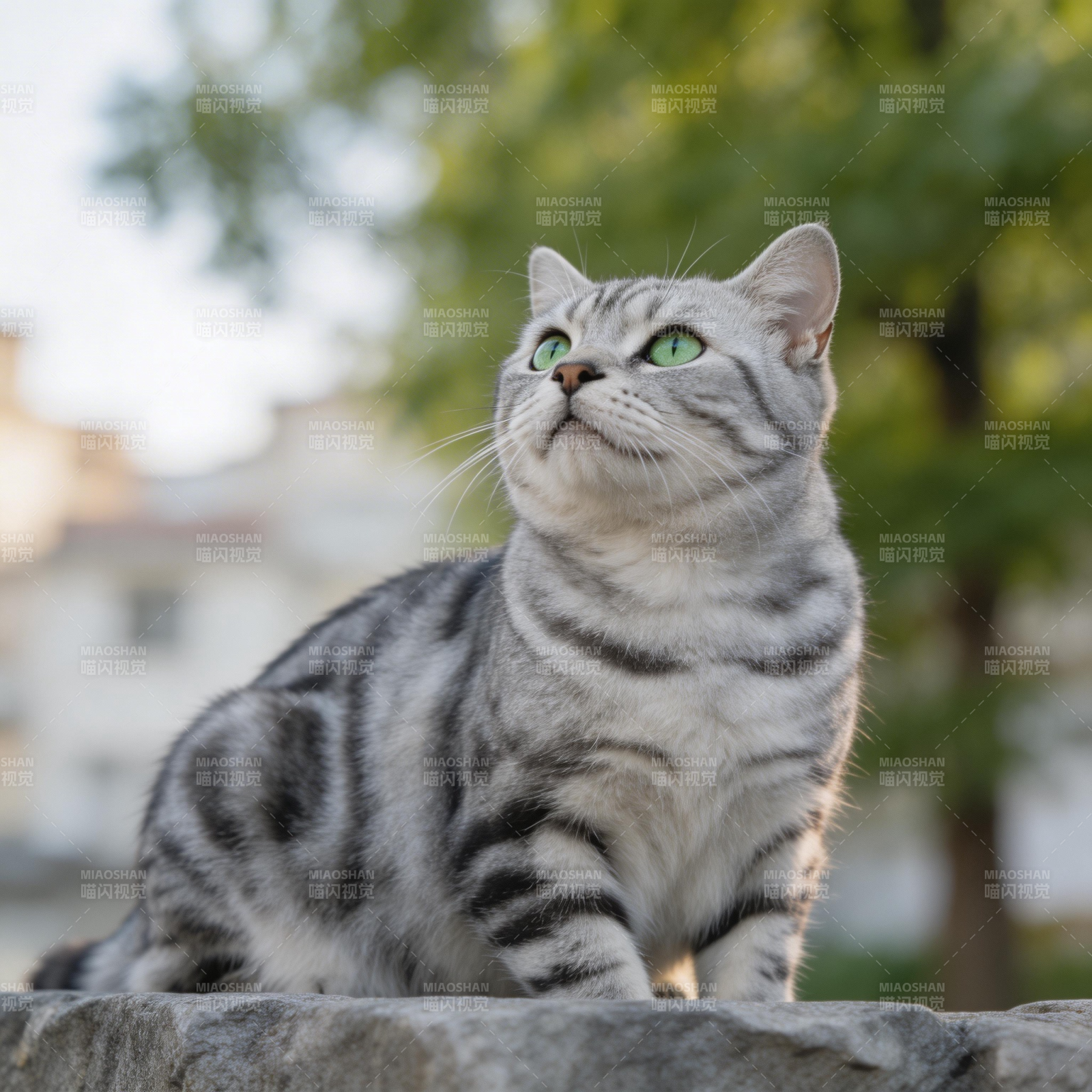 银虎斑猫仰望绿意盎然图片