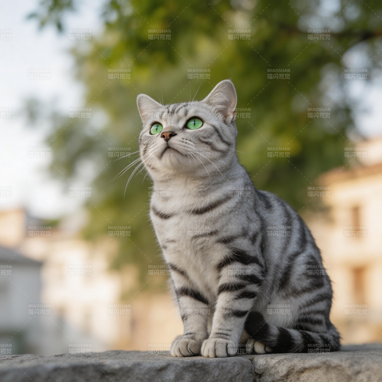 绿眼银虎斑猫望天萌态图片