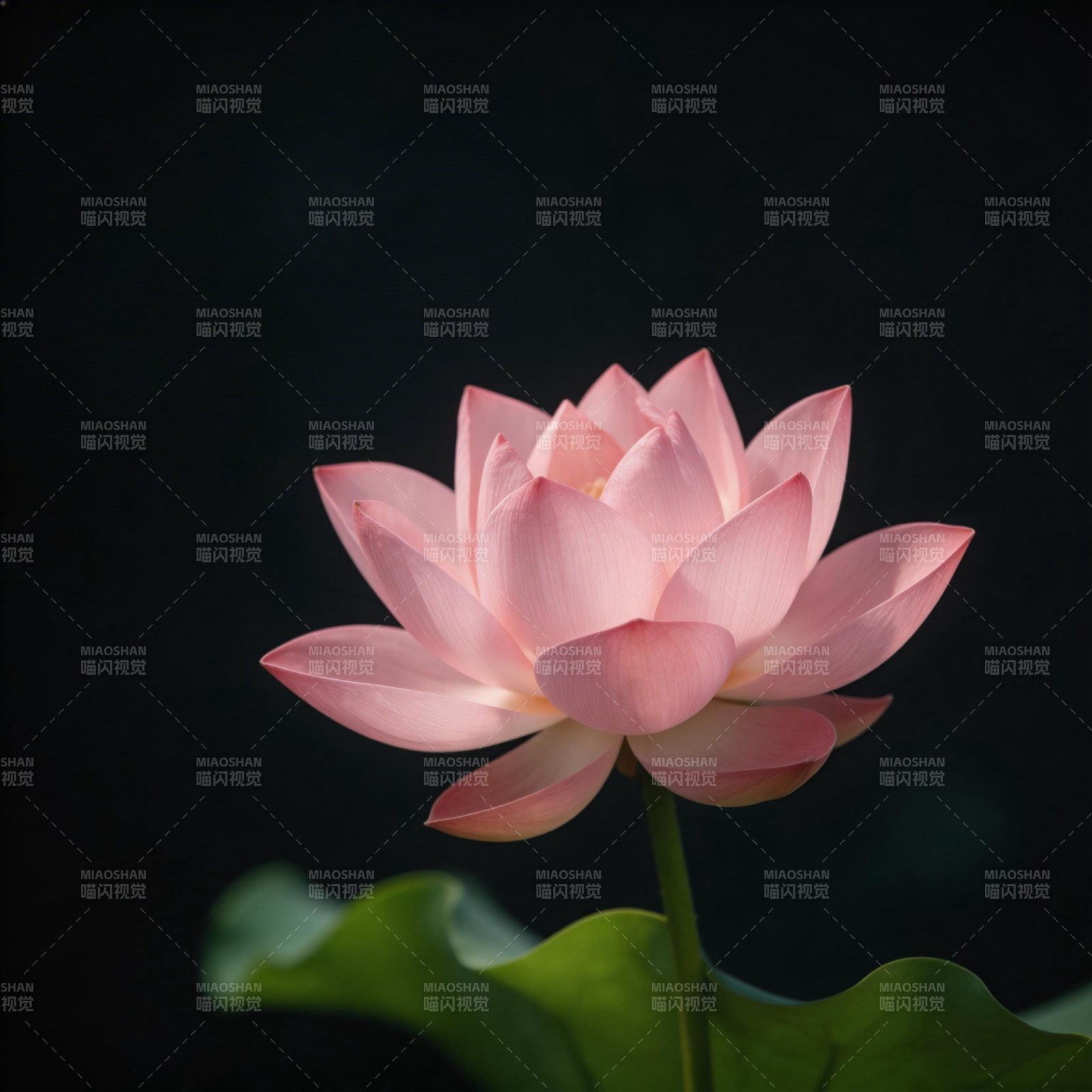 粉莲静绽 暗夜生辉图片