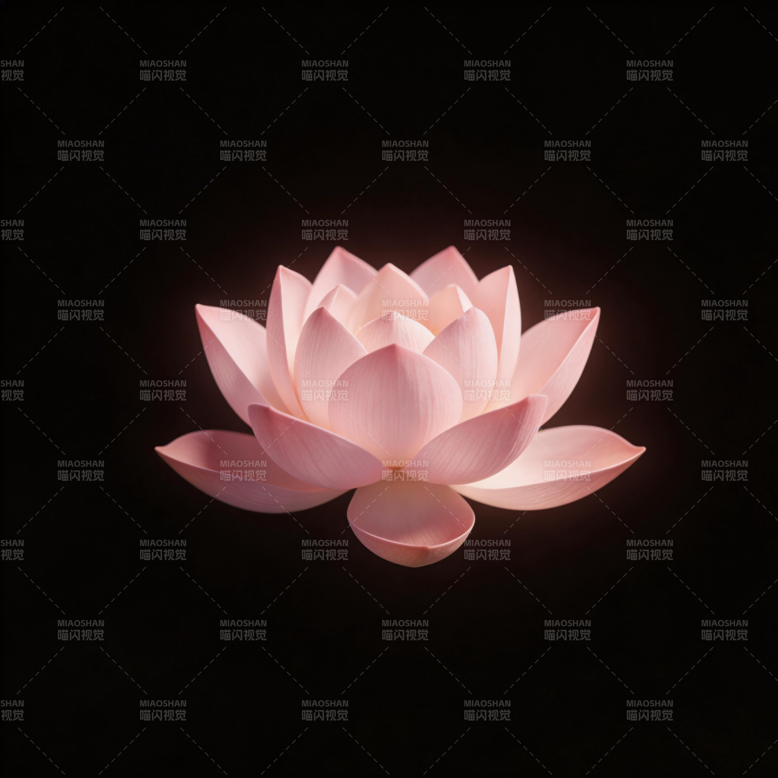 暗夜粉莲 静谧绽放图片