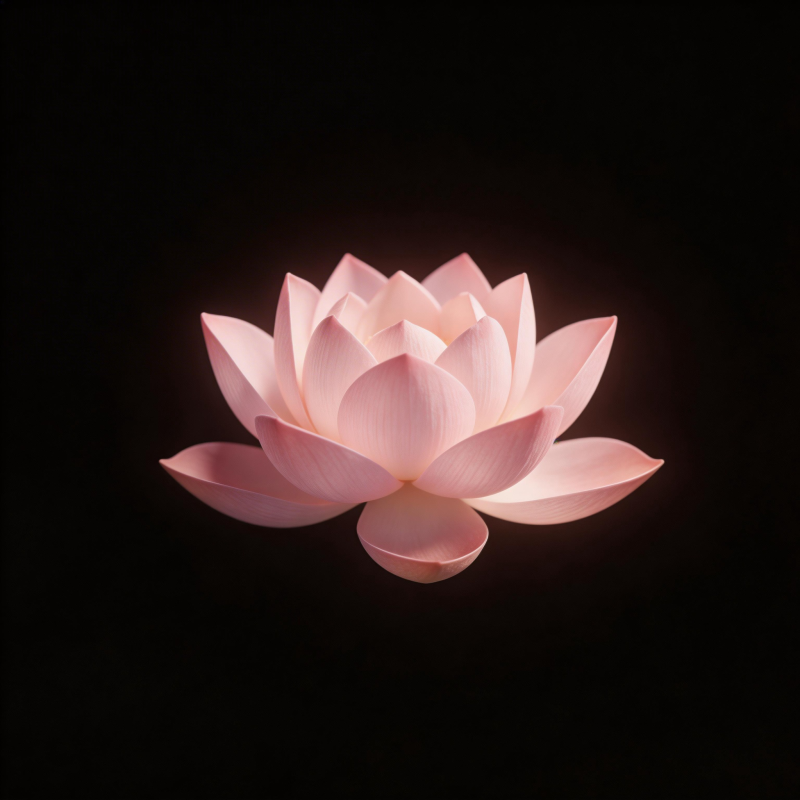 暗夜粉莲 静谧绽放图片