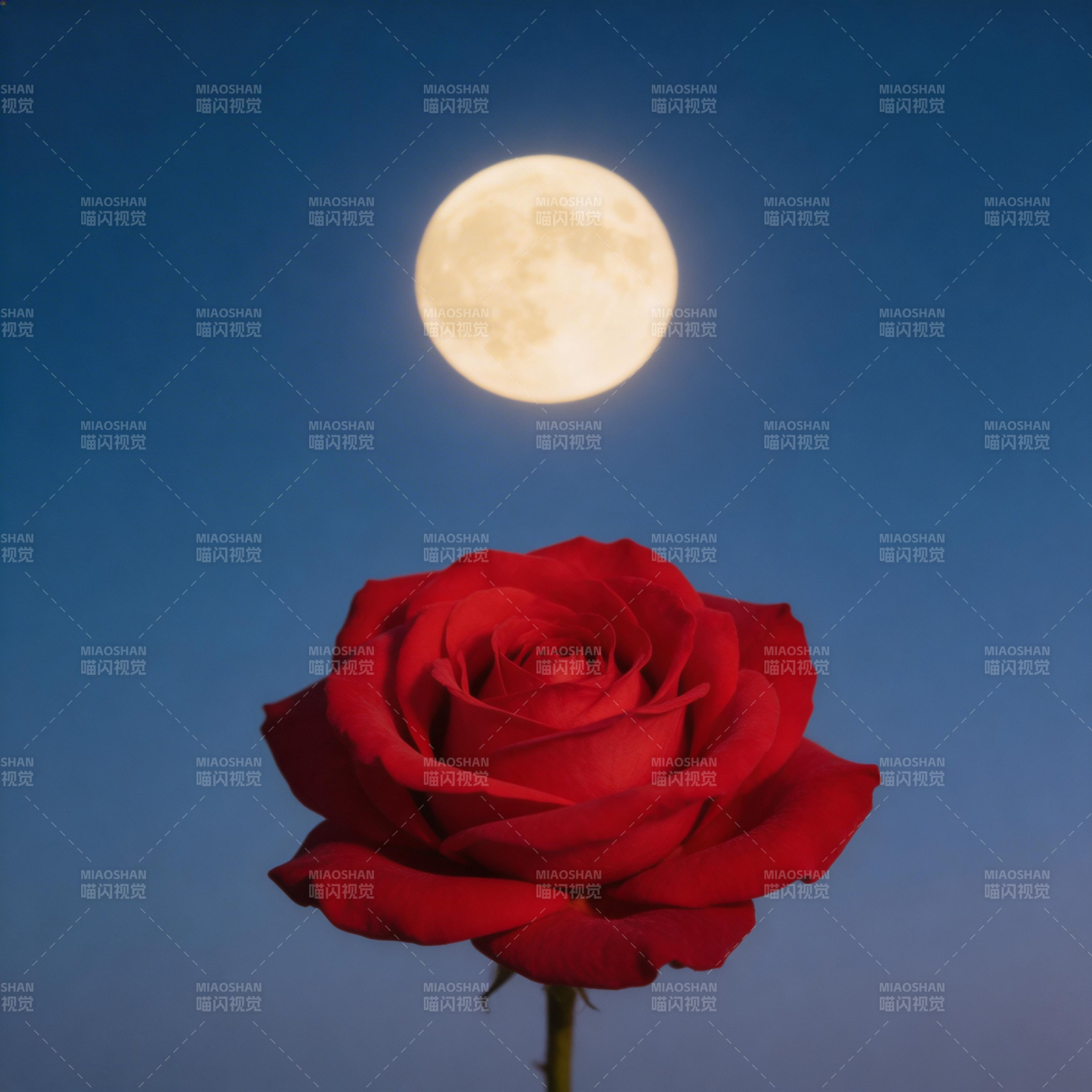 月映红玫瑰 静谧夜未央图片