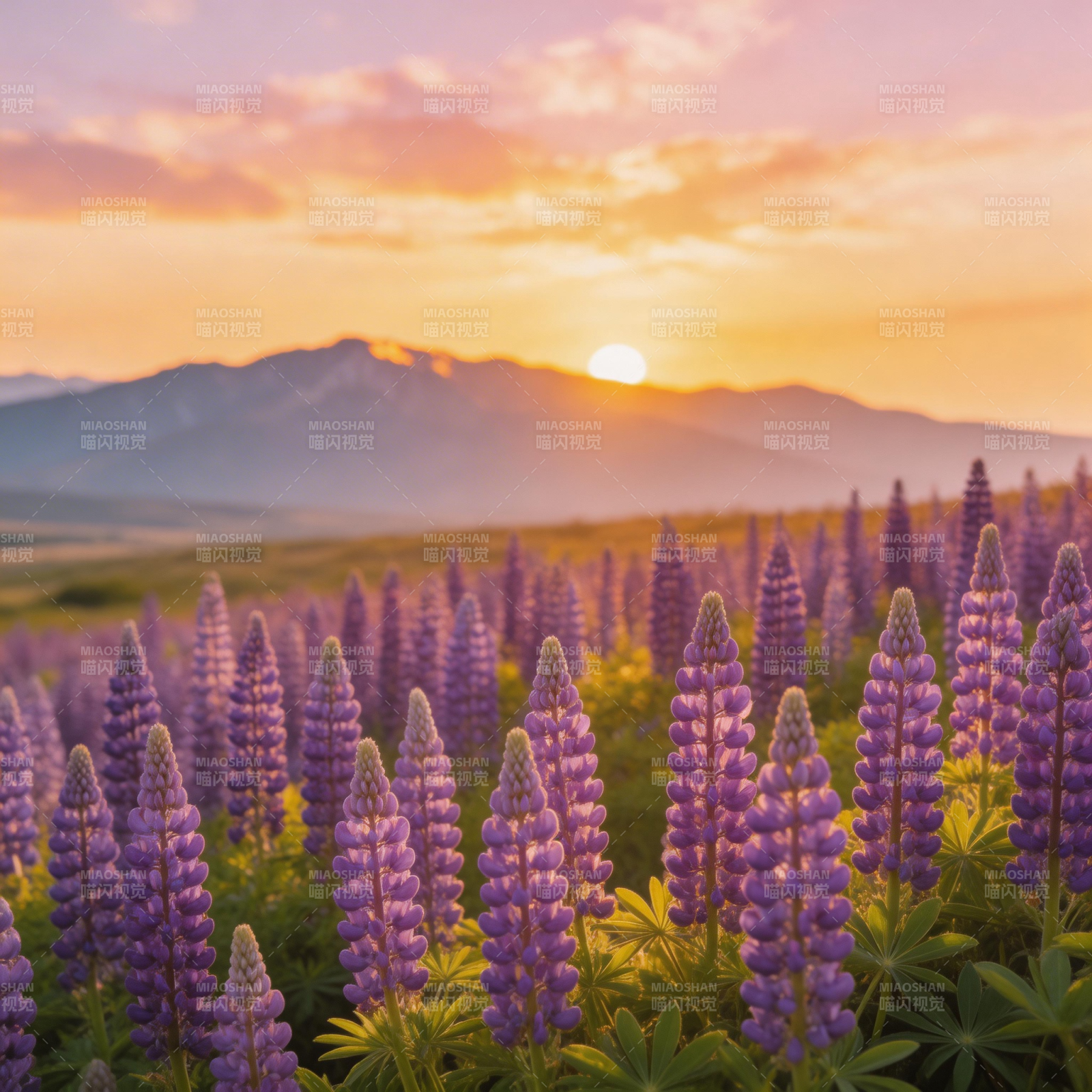 夕阳花海 紫韵山峦图片