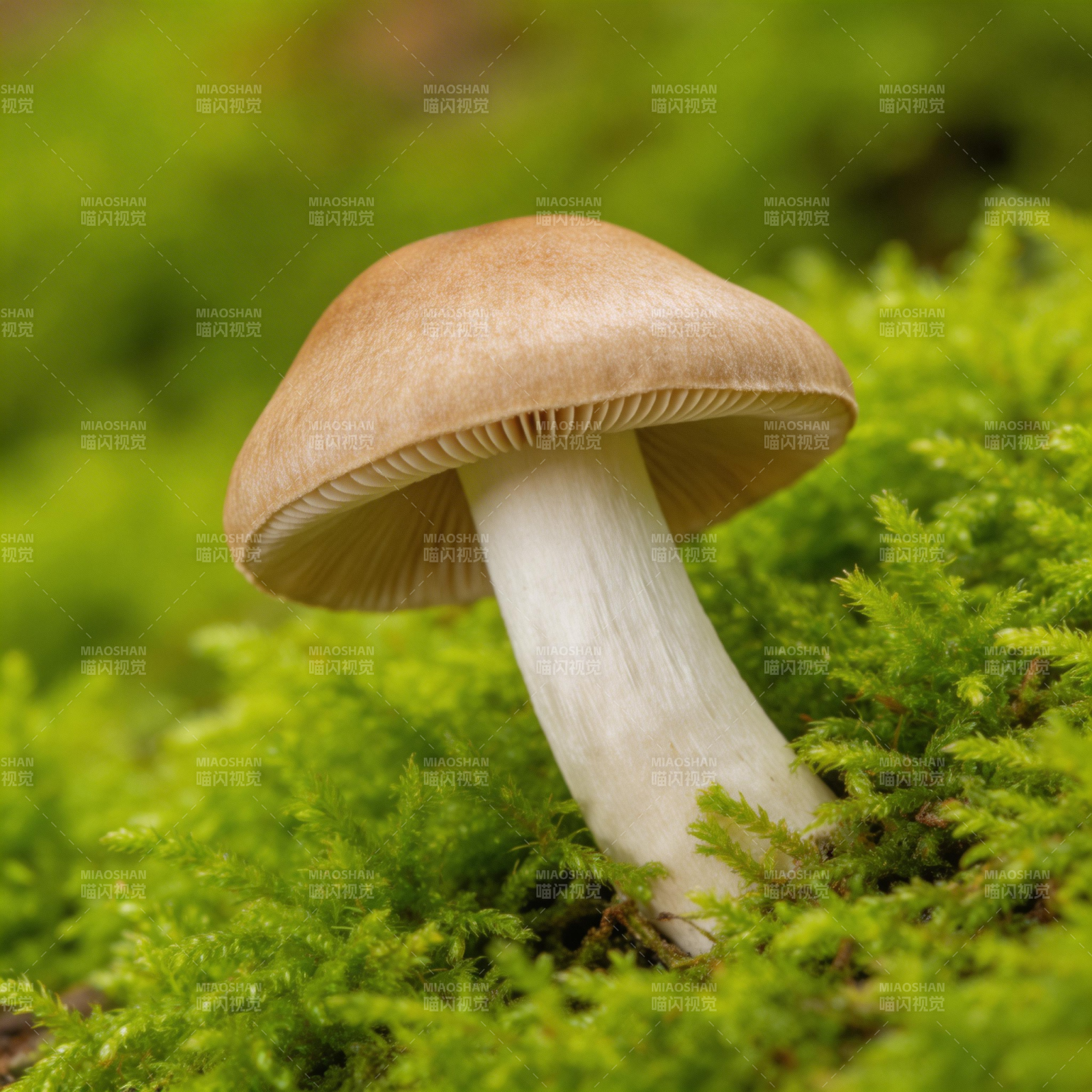 苔上孤菇 静默生长图片