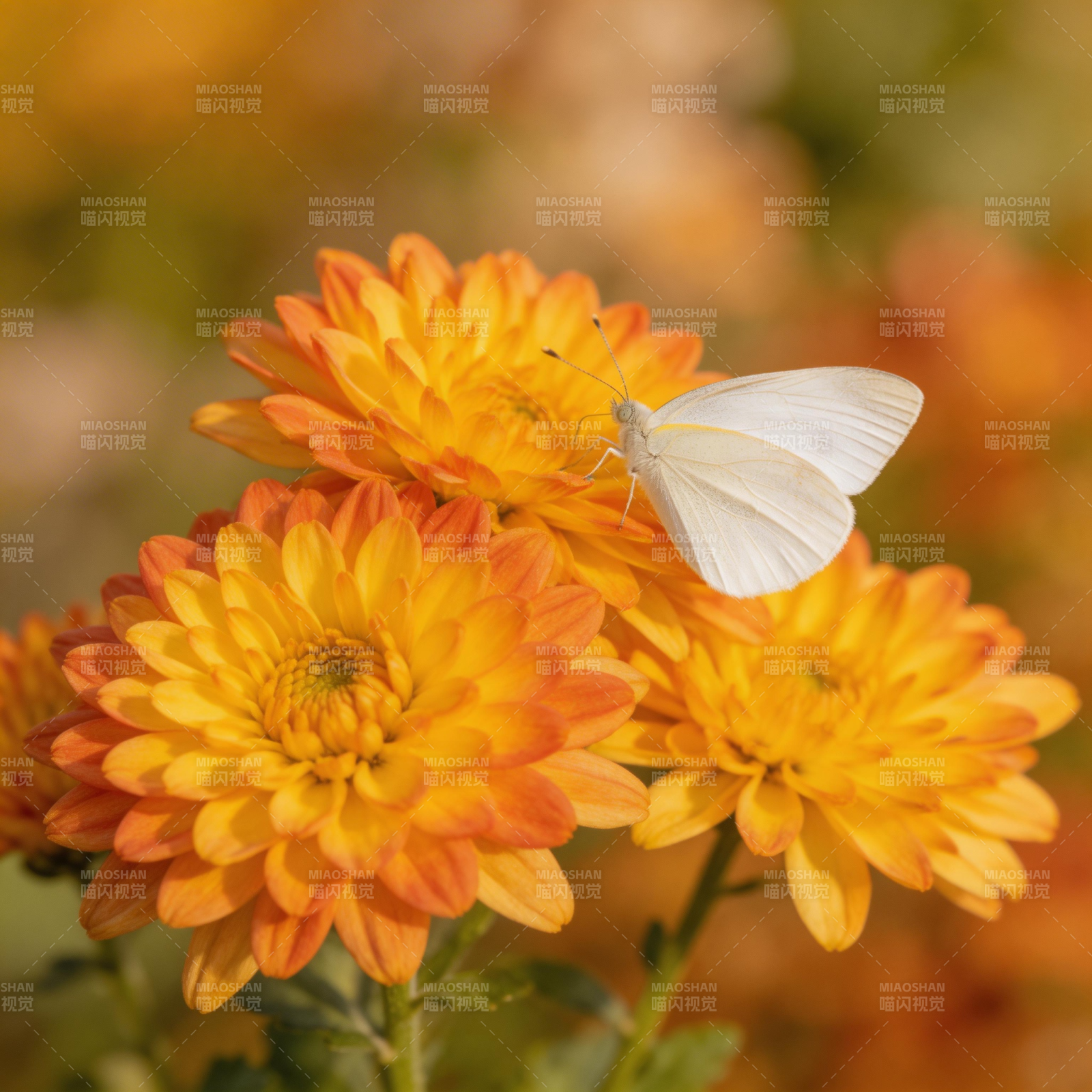白蝶栖橙菊 秋日温柔景图片