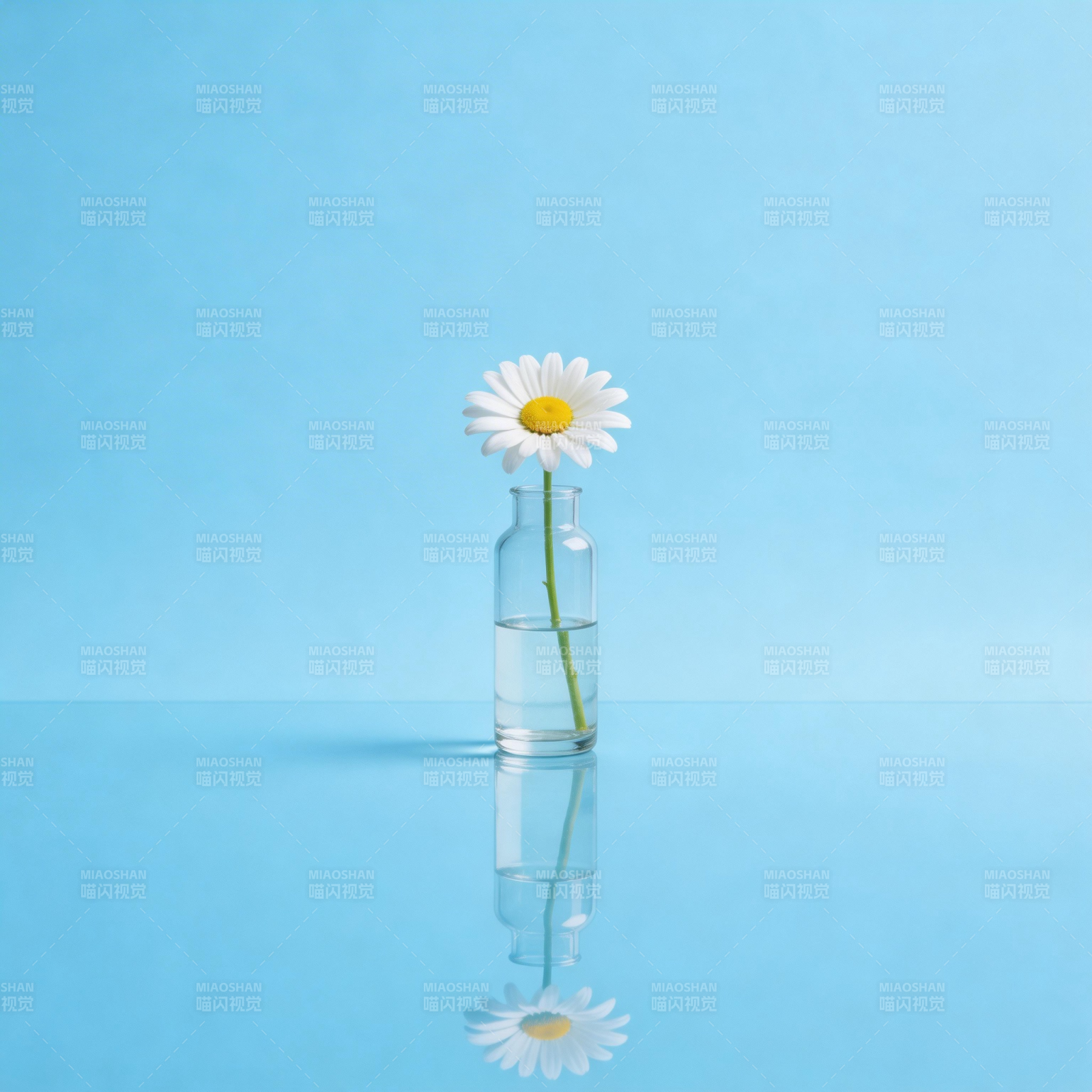蓝底雏菊 静美如诗图片
