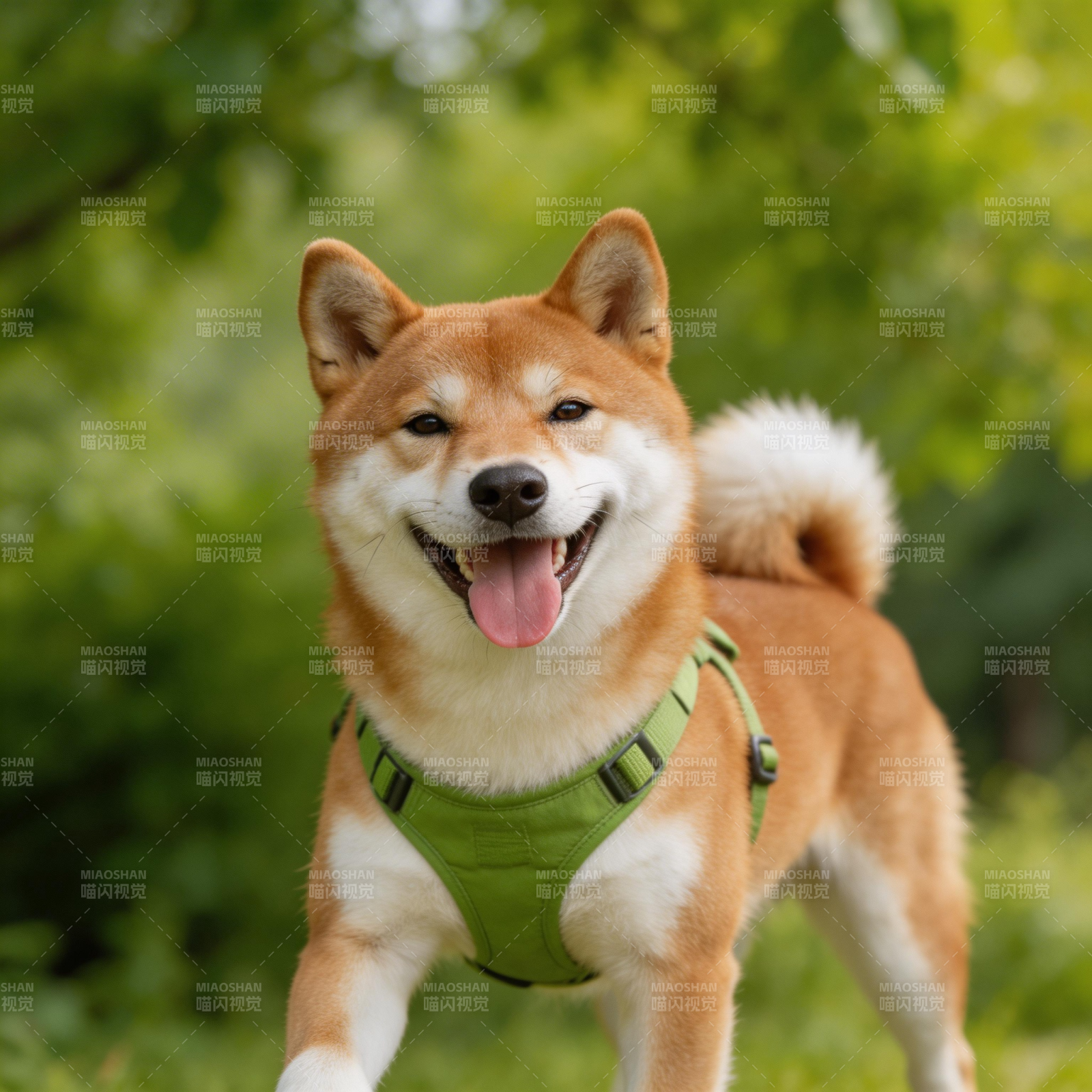柴犬穿绿背带 开心吐舌笑图片