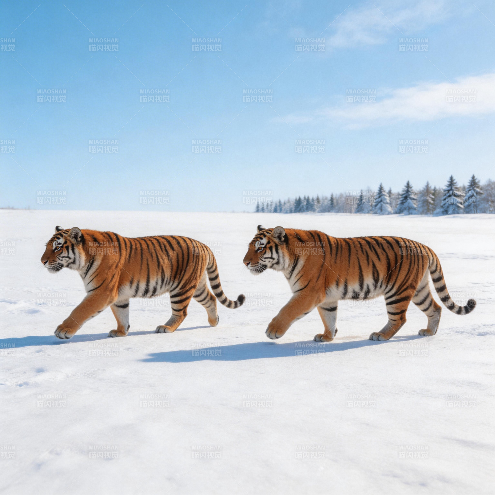 雪原双虎行图片