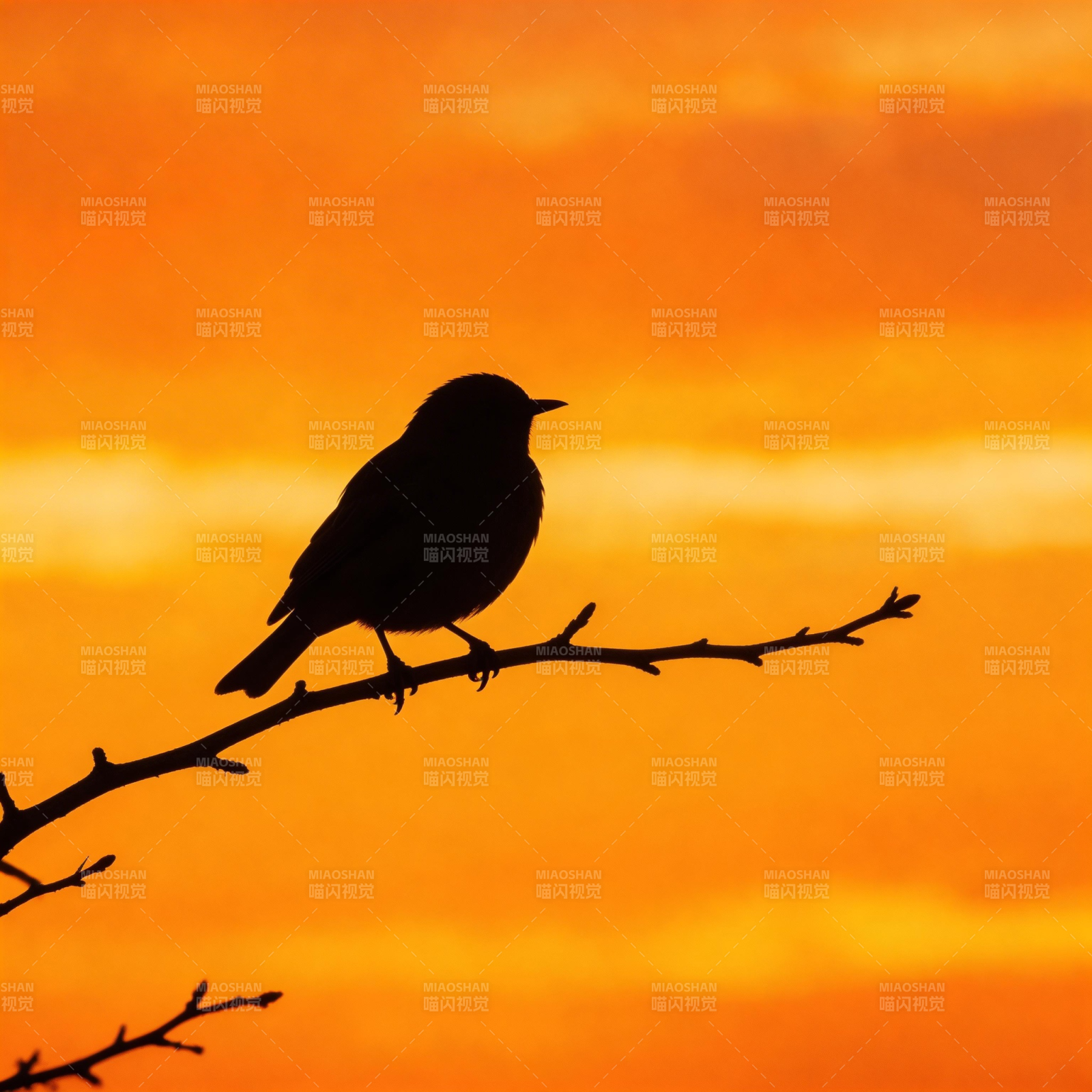 夕阳鸟影 枝头静立图片