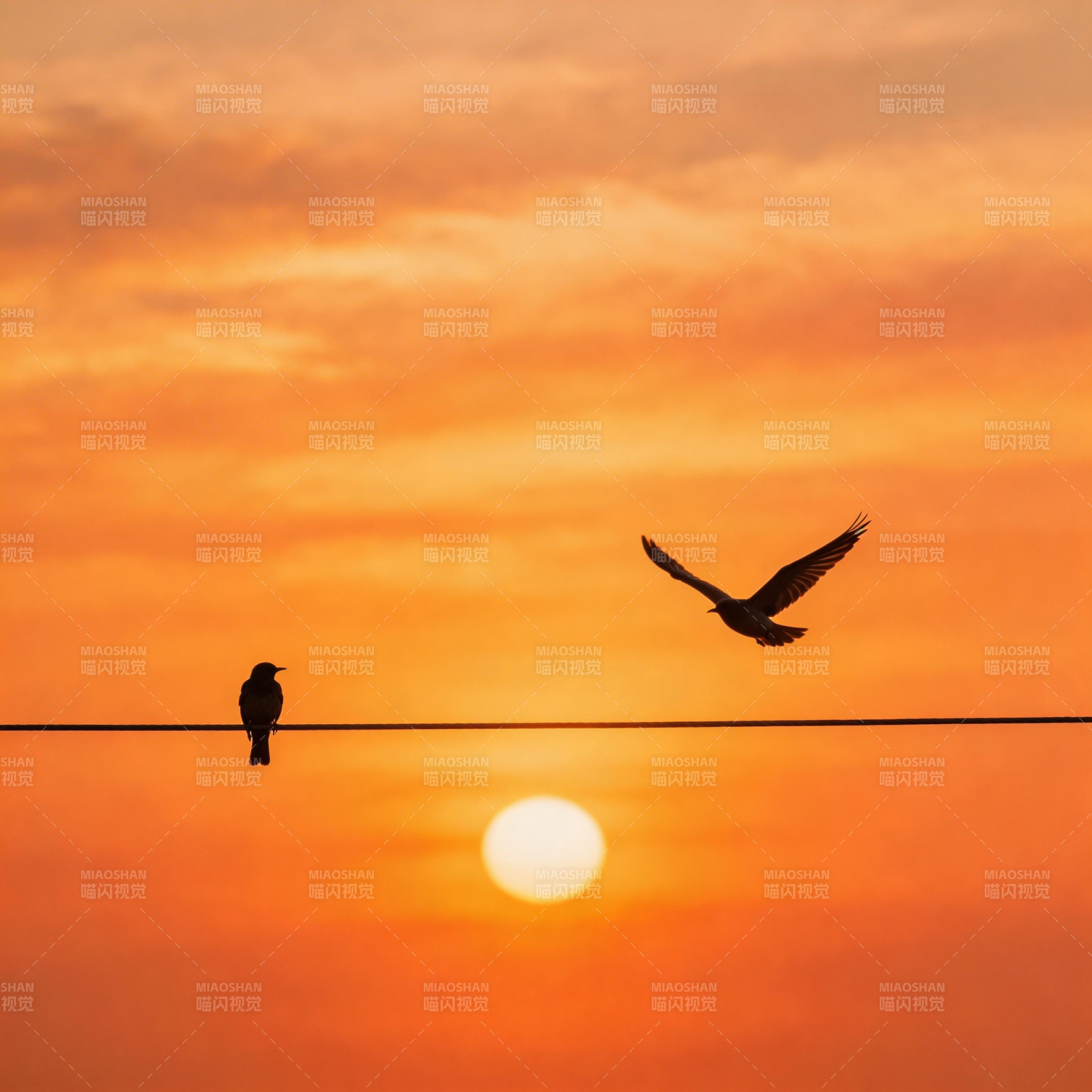 夕阳双鸟 一栖一飞图片