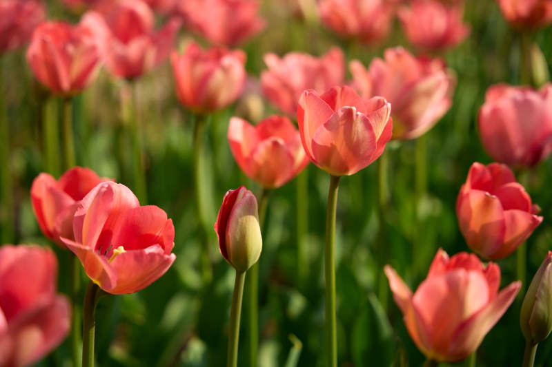 春日粉 tulip 花海绽放图片