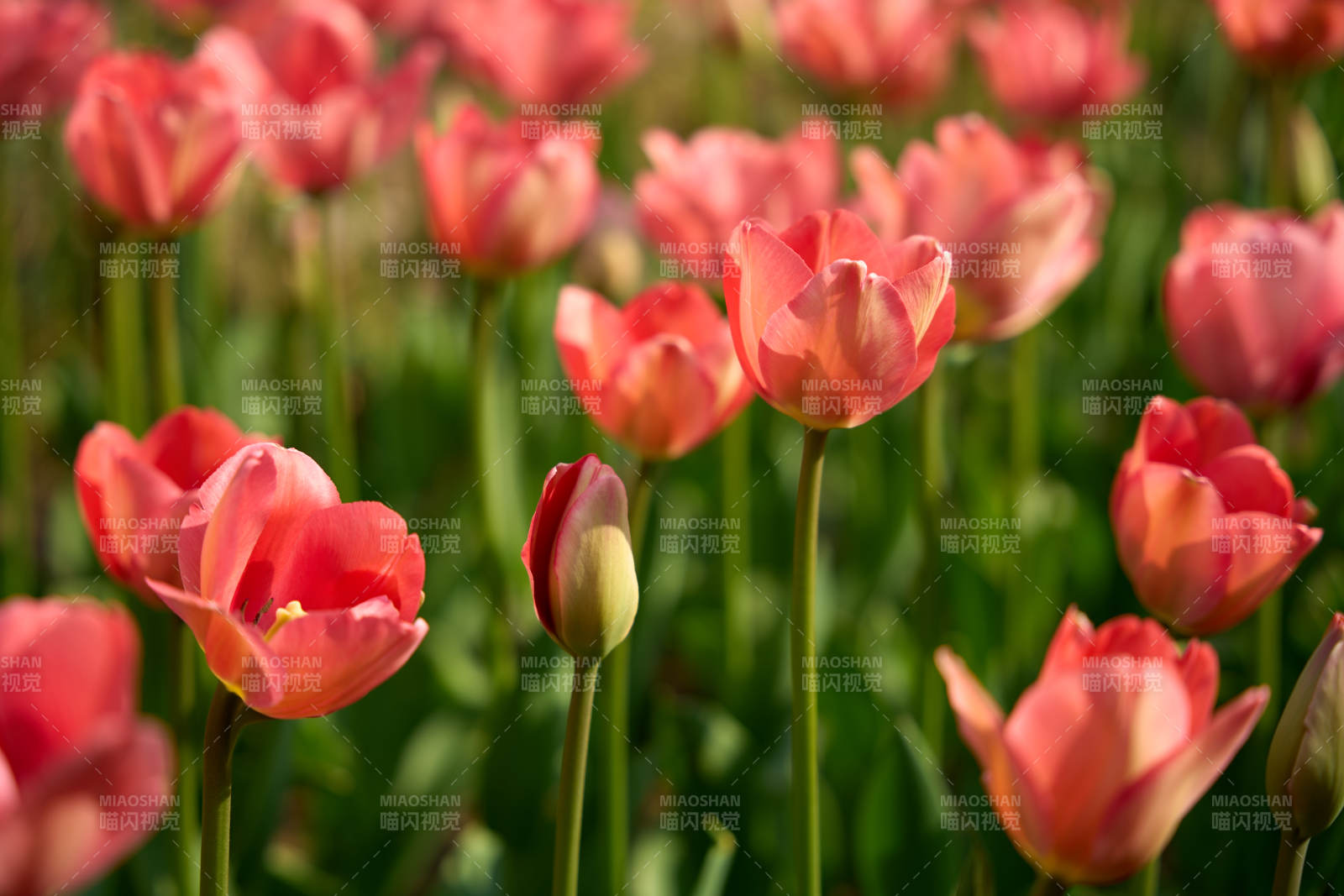春日粉 tulip 花海绽放图片
