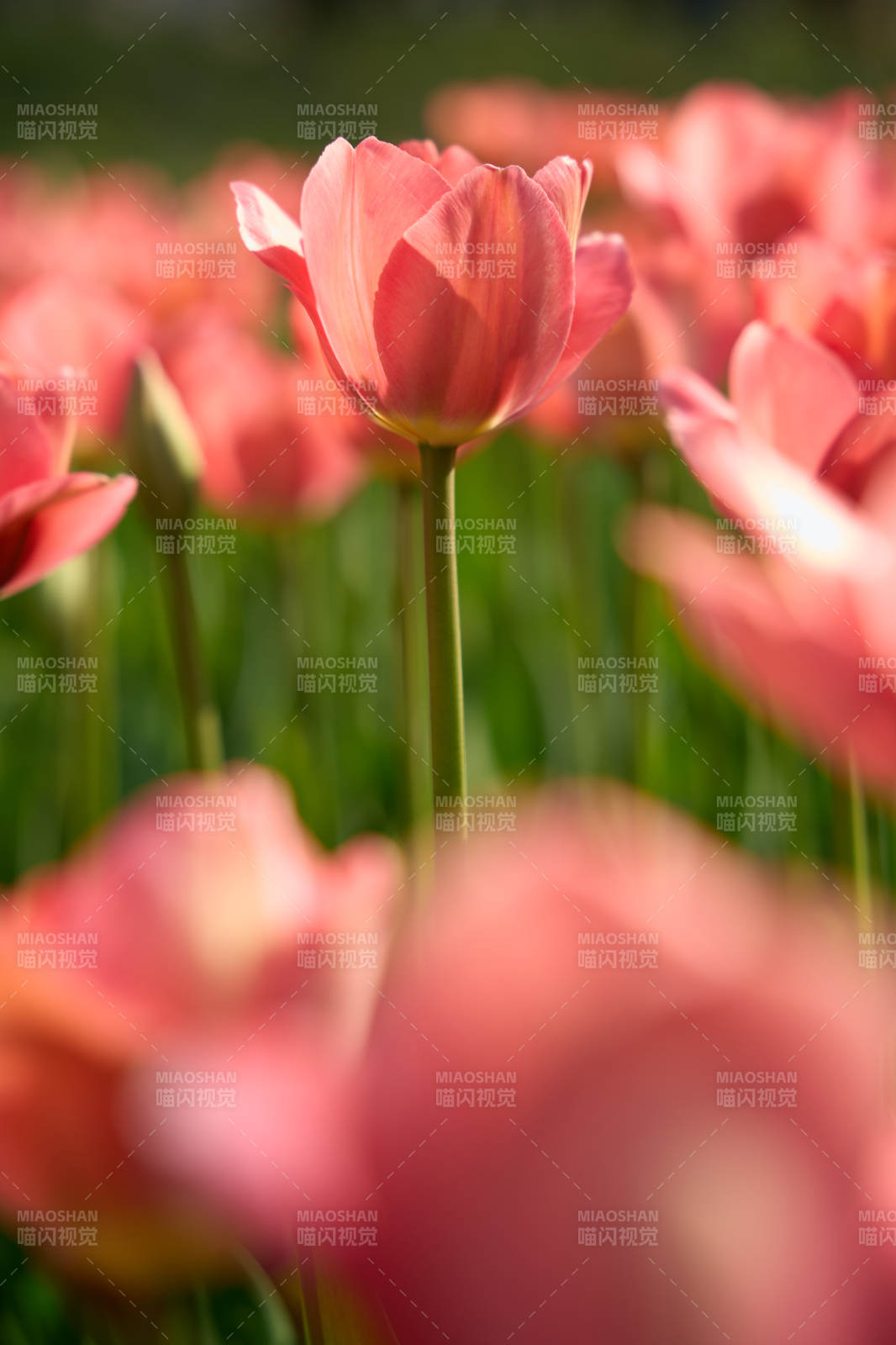 粉 tulip 花海 柔光如梦图片