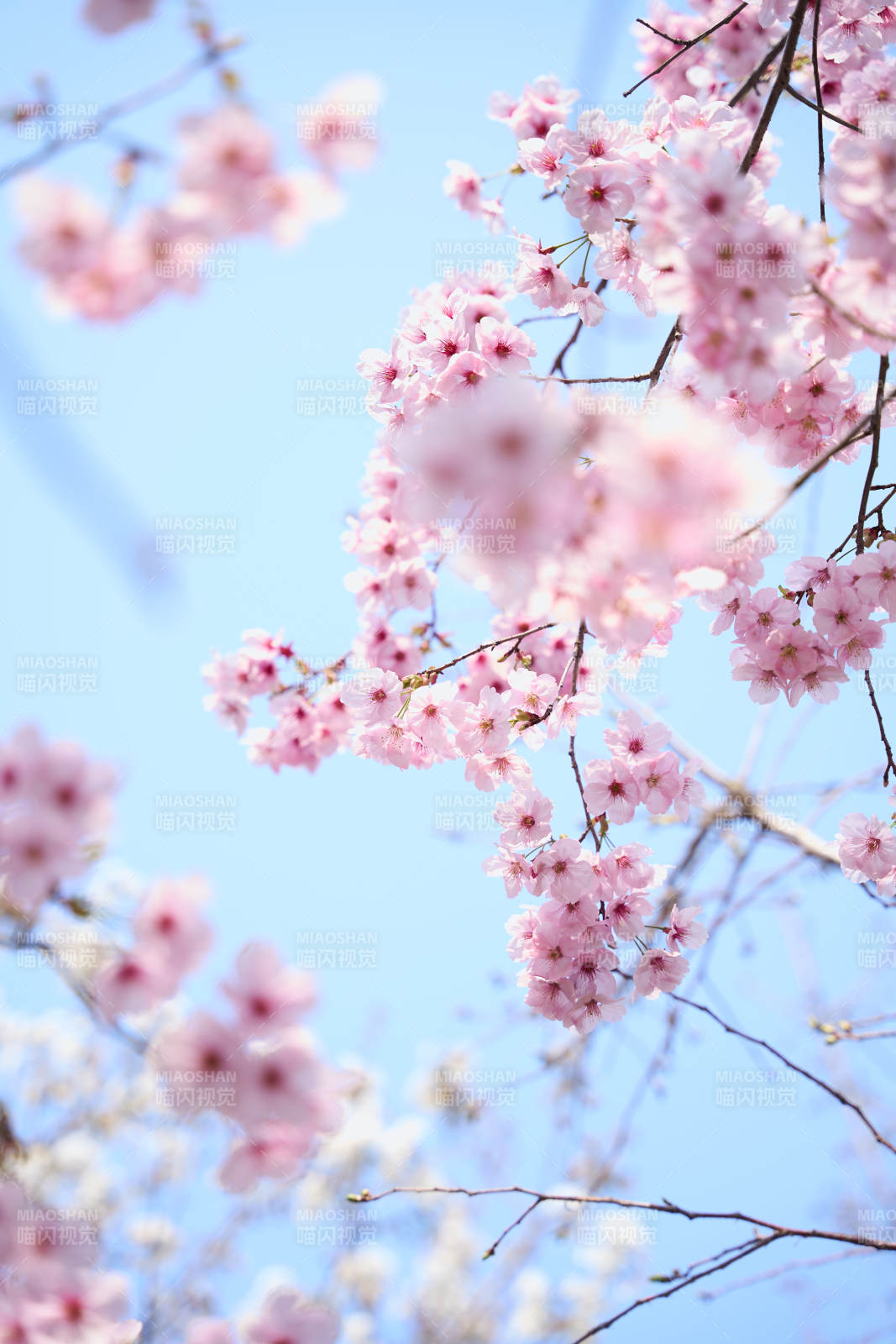 樱花绽放 蓝天映衬美如画图片