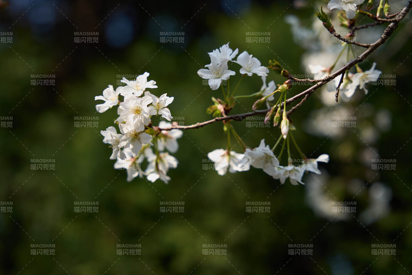 樱花枝头绽放 春意盎然图片