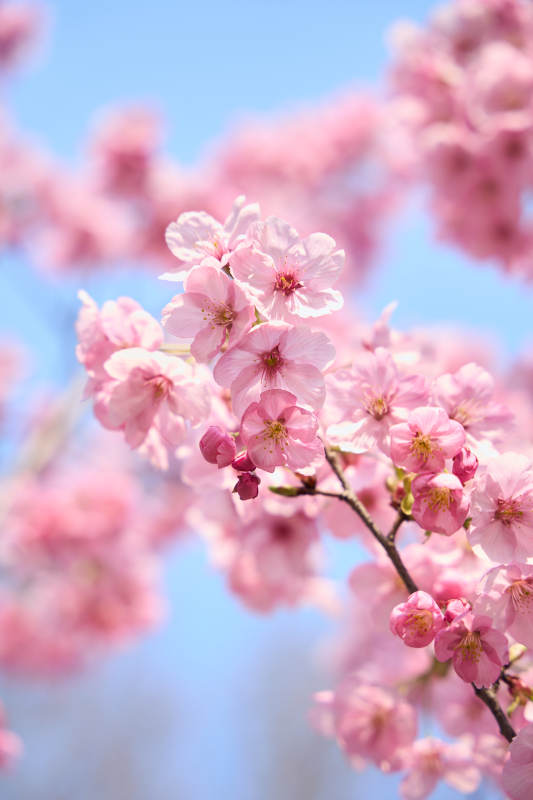 樱花绽放 粉嫩迎春光图片