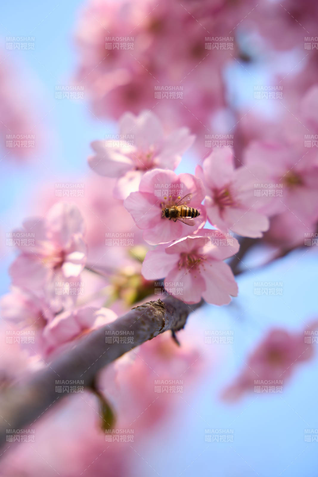 蜂恋樱花 春日温柔瞬间图片