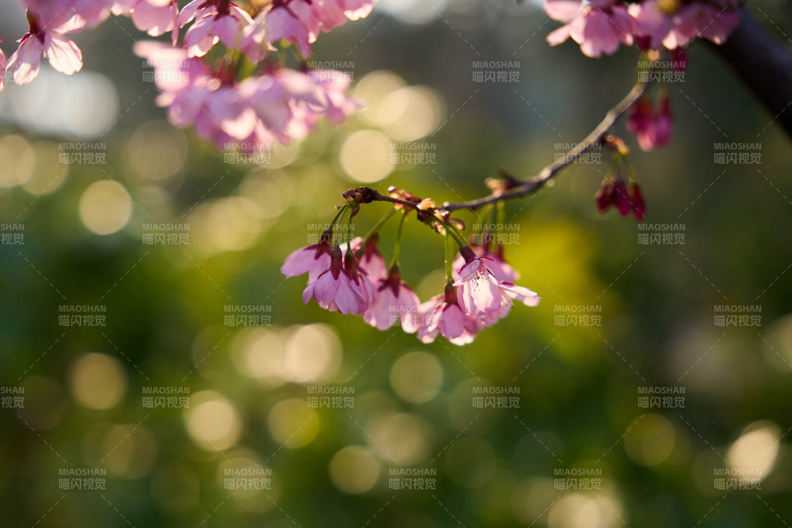 春日樱花 柔光如梦图片