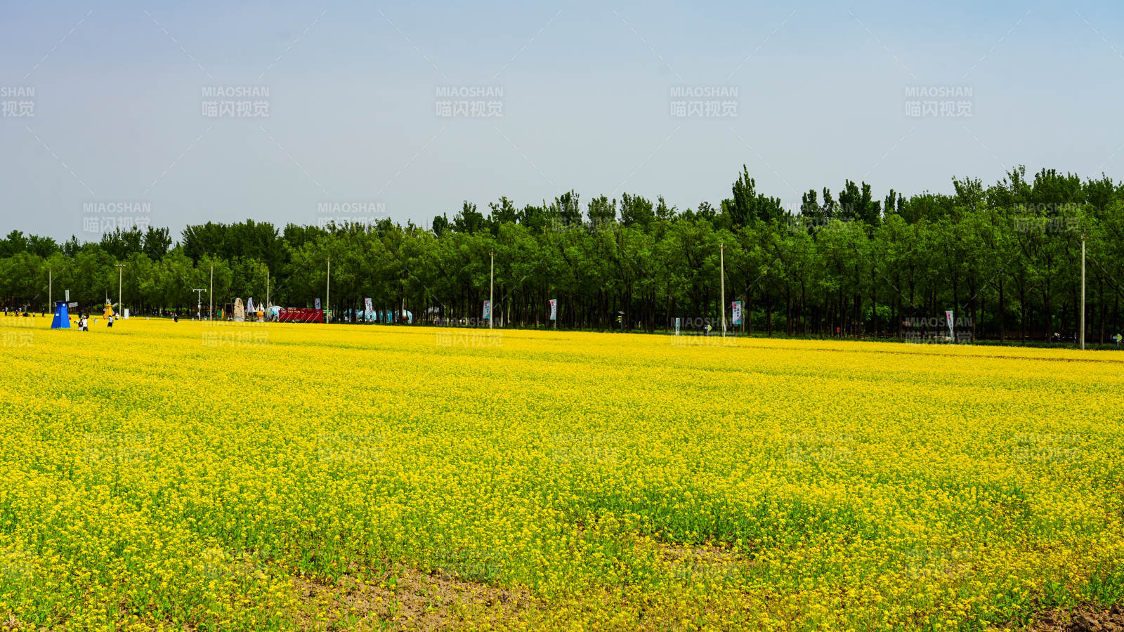 金黄花海映绿树蓝天图片