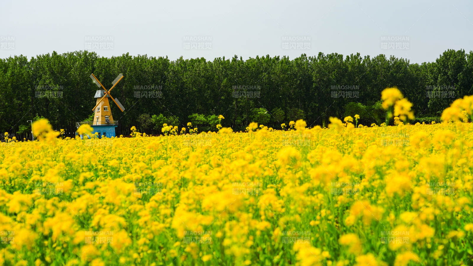 黄花风车田园景图片