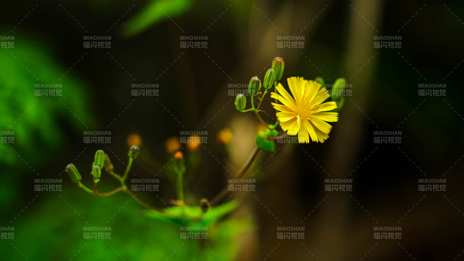 林间一朵小黄花绽放图片