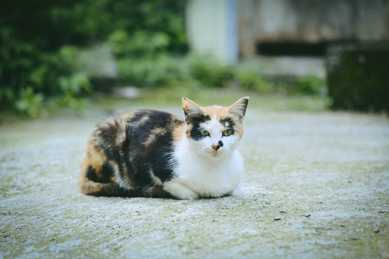 三花猫静坐水泥地图片