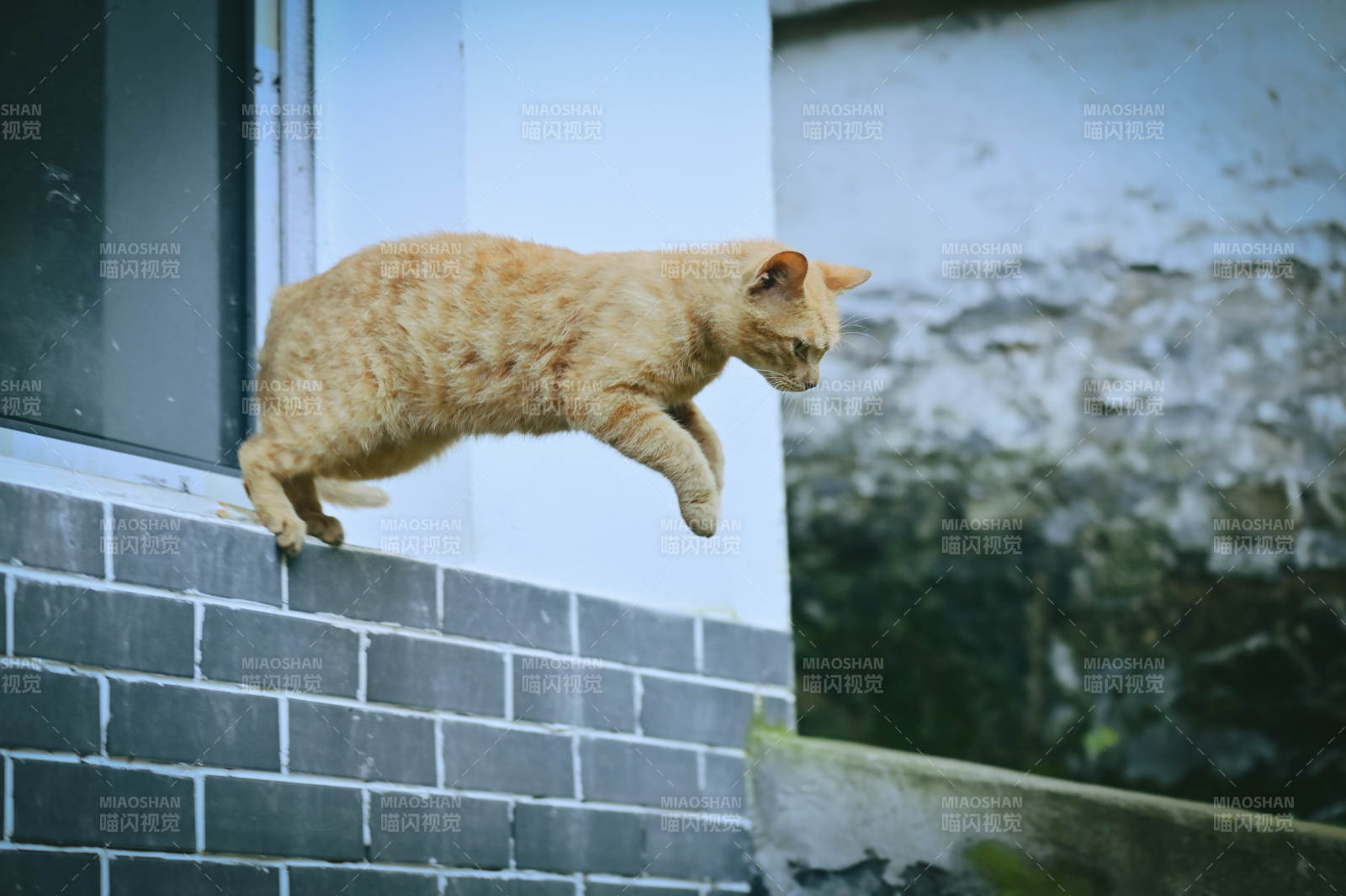 橘猫跃窗 身手矫健如飞图片