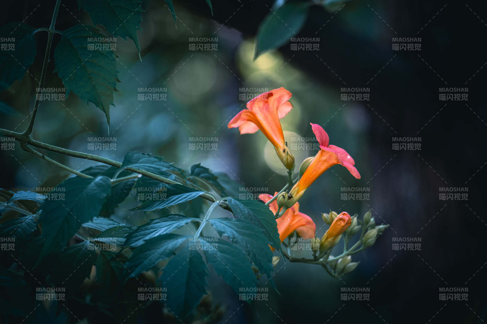 幽暗绿叶间 橙花悄然绽放图片