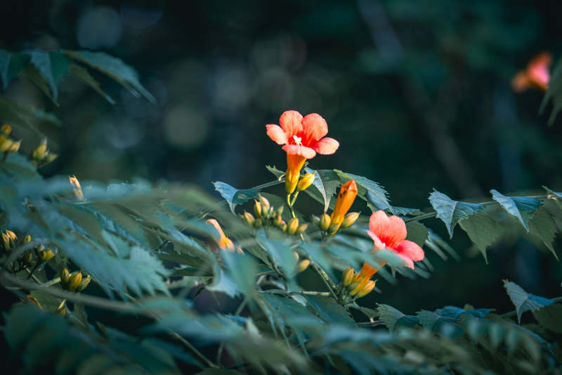 橙花绿叶 静谧自然美图片