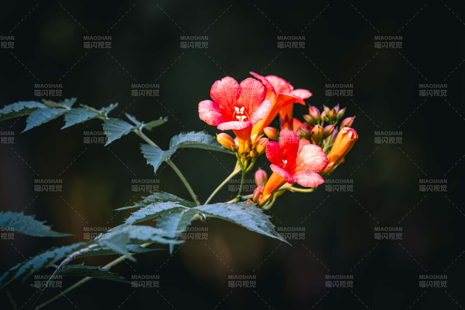 凌霄花绽放 绿叶衬红艳图片