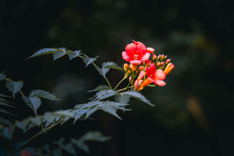 红花绿叶 暗夜绽放图片