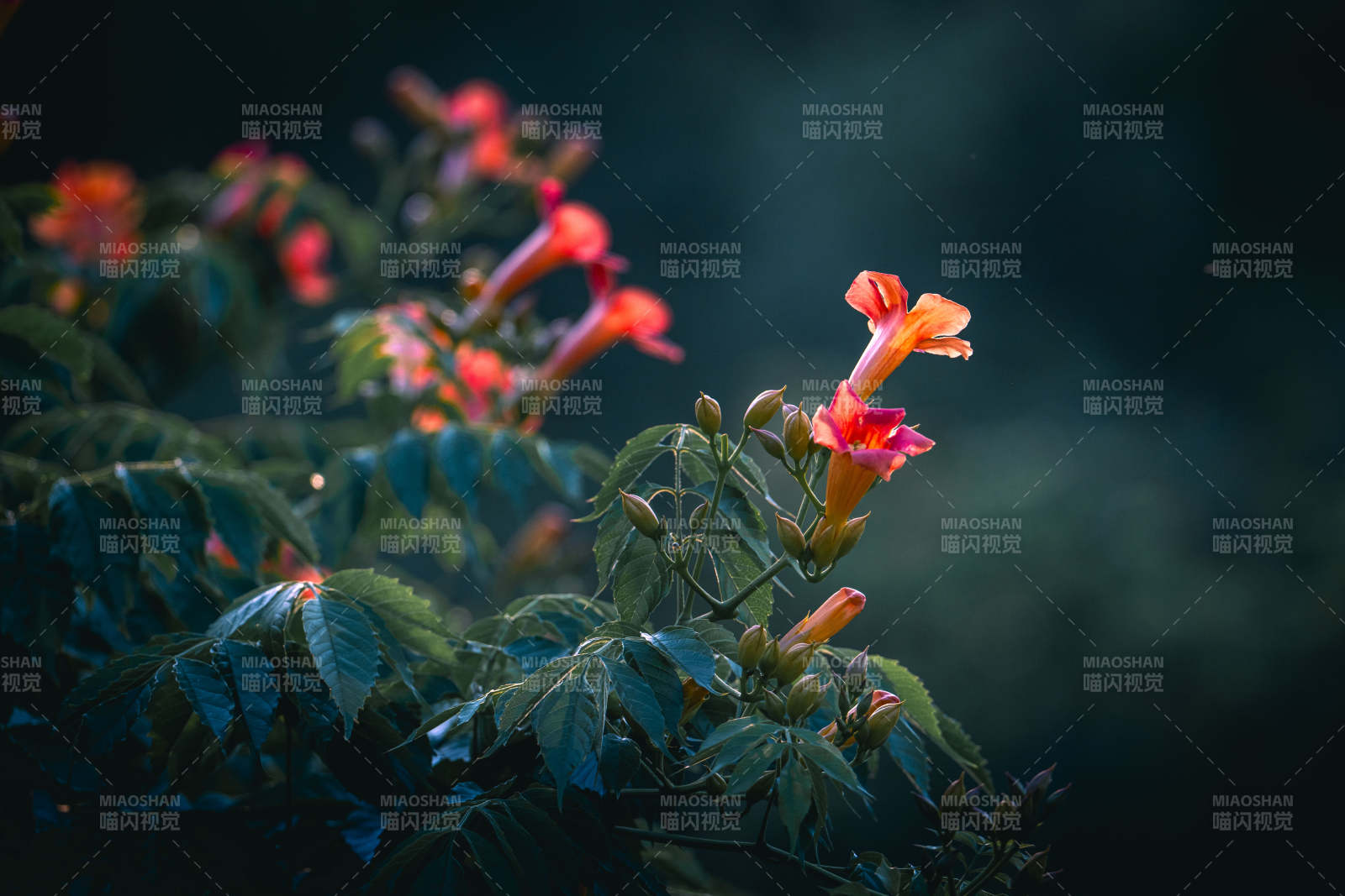 暗夜橙花 静谧绽放图片