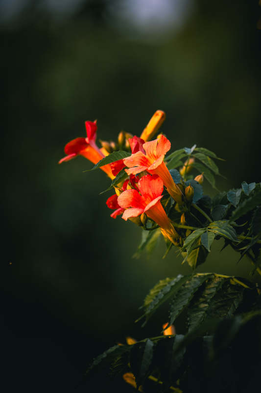 橙红凌霄花 暗绿衬娇艳图片